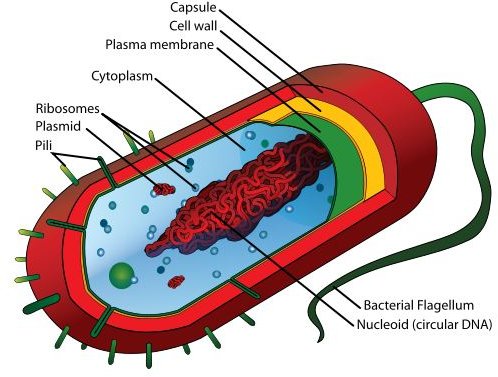 Flagella in Prokaryotes: A Study Guide - BrightHub Education