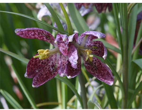 Unsafe & Poisonous Wild Plants: How to Tell If Wild Plants are Unsafe to Eat