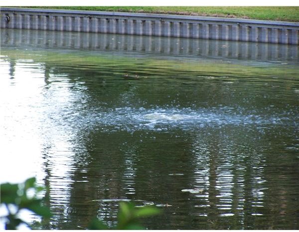 Aeration of a Stagnant Pond to Keep Dissolved Oxygen Levels Up