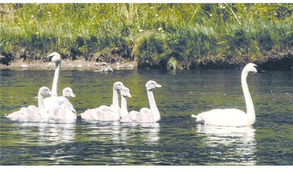 What is the Habitat of a White Swan? Features and Behaviors of This Graceful Creature