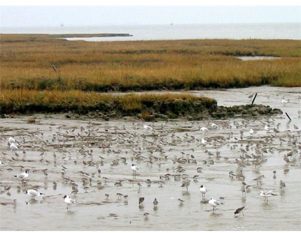 Birds at Two Tree Island - geograph.org.uk - 51307