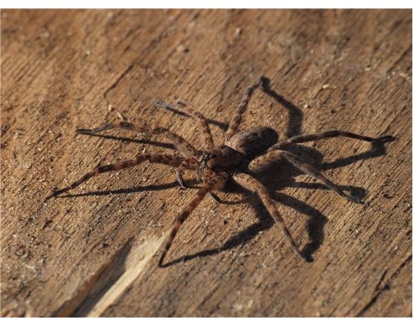 Close range shot of wolf spider with 70-300mm zoom