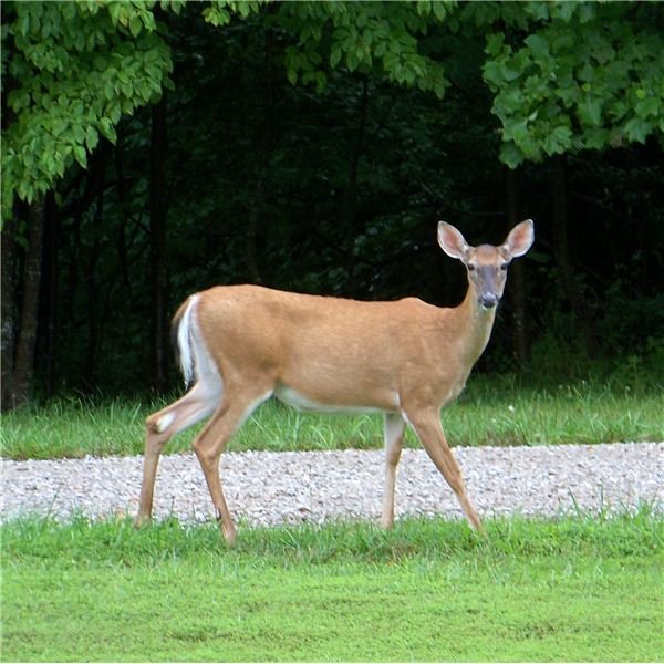 Deer in Yard