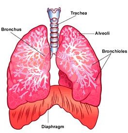 Different Stages of Lung Cancer