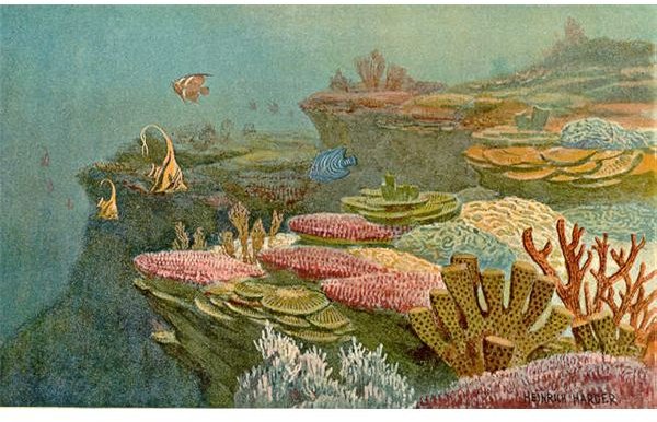 Marine Biomes: Important Facts on the Tropical Ocean