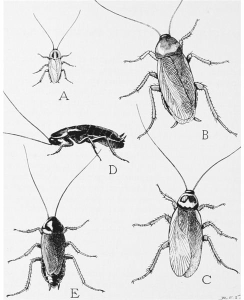 Cockroach Fun Facts & Interesting Information