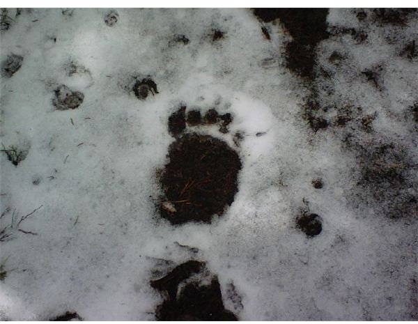 Bear Track