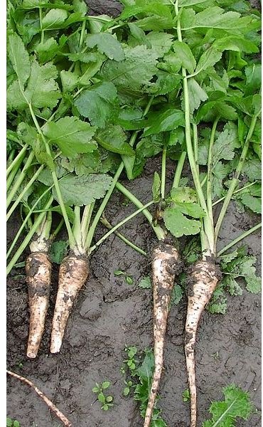 parsnips nutrition parsnips nutrition