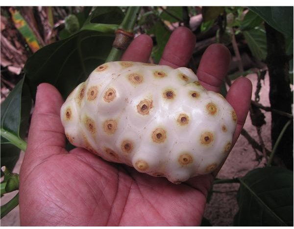 Is Noni a Scam? Learn About the Benefits of the Noni Fruit