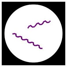 Study Guide for Bacterial Cell Structure: Shape, Size and Arrangement of Bacteria