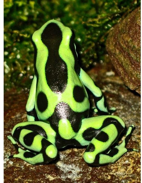 Dendrobates auratus (green and black poison dart frog)
