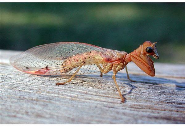 Mantid Lacewing