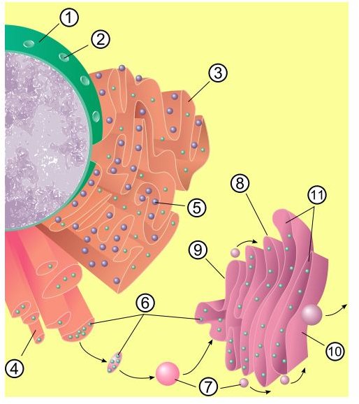 Endoplasmic Reticulum.  Where is the Endoplasmic Reticulum Located? And Other Questions