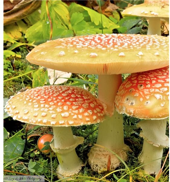 Spotlight on Mycophobia: Fear of Mushrooms