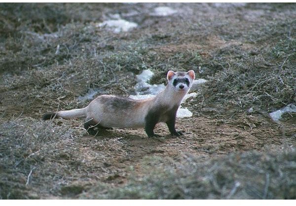 About the Black Footed Ferret: Most Endangered Animal in North America