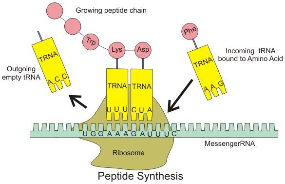 Who Found the Ribosome? Meet the Scientist who Discovered the Organelle Ribosome