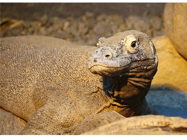 Komodo dragon