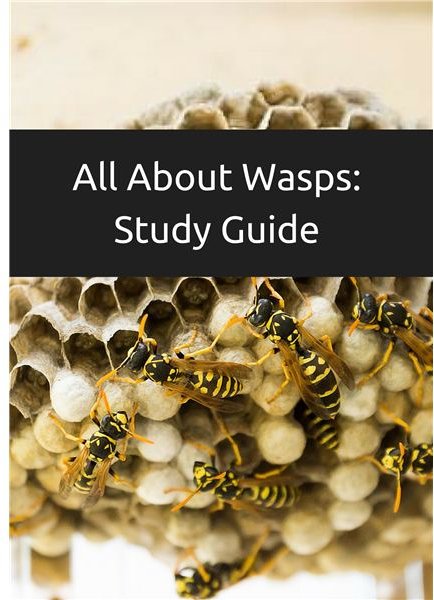 Wasp Facts: Learn About Wasp Lifestyles, Habitats and Stings