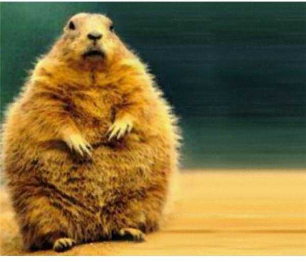 groundhog-day-backgrounds-groundhog-on-beach