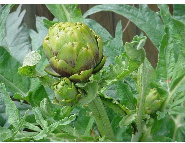 How to Cook Artichokes