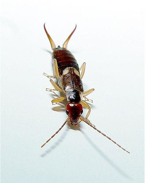 Earwigs, Organic Control:  Natural Ways to Get Rid of Earwigs