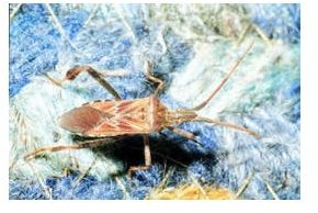 Thermodynamic Mysteries: Invasion of the Seed Bugs: Western Conifer Seed Bugs and Thermal Radiation Part One