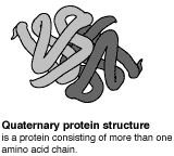Protein quaternary structure