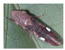 About Leafhoppers (Cicadellidae): These Jumpy Bugs Can Cause Damage to Plants