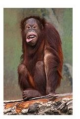 Whistling Orangutans: Insight Into Speech