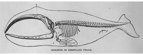 Bowhead whales