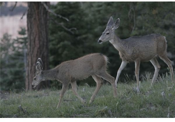 Deer at the North Rim of the canyon