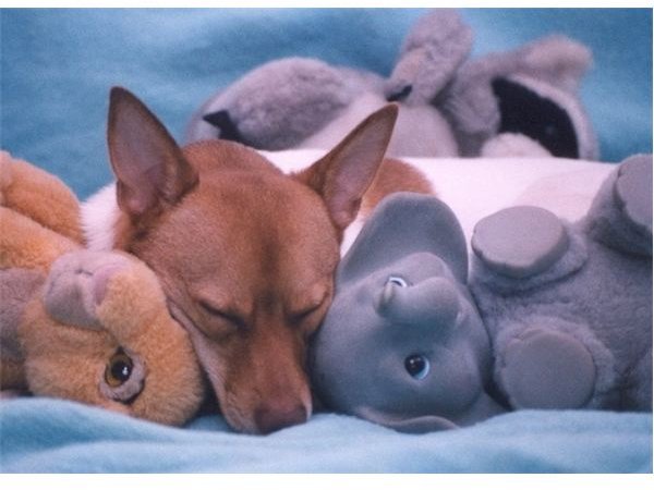 Benefits of Pet Therapy: Learn what Pet Therapy Research Shows