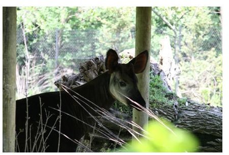 The okapi with blurred cage and zoomed lens