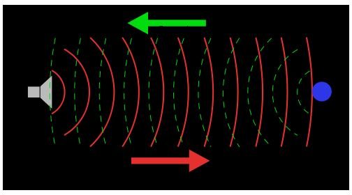 Echolocation: How it Works - Learn About Echolocation & The Animals That Use it