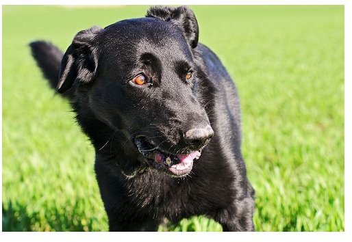 How to Photograph Black Dogs - Photography Tips & Techniques for the Beginner Photographer