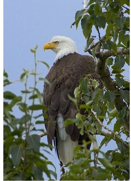 The Bald Eagle and Extinction