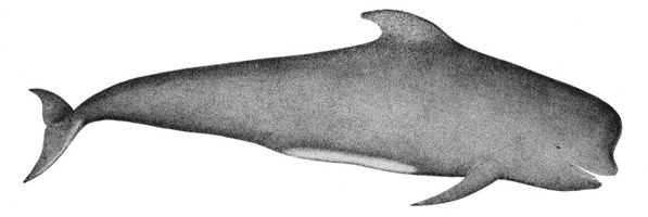 800px-PilotWhale Short Finned