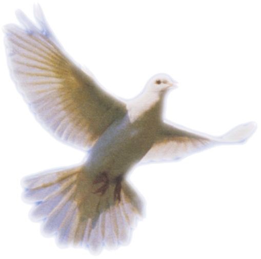 White Dove