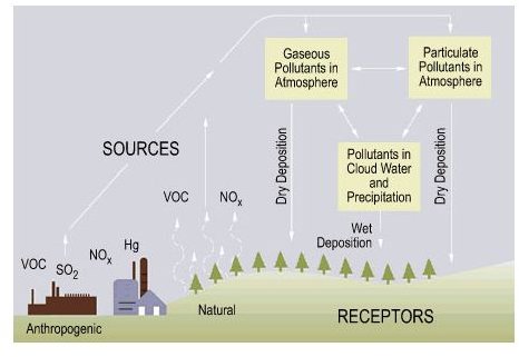 What are the Effects of Acid Rain Effects on Animal Habitats and their Sources of Food
