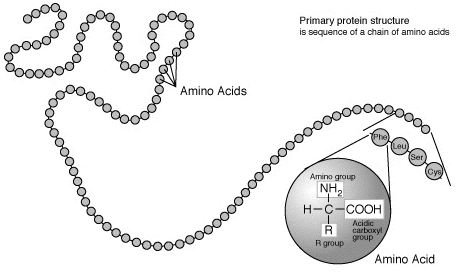 What is the Definition of an Organic Molecule and What Are the Four Main Types?