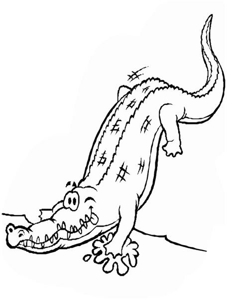 Alligator