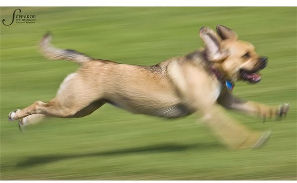 Tips and Techniques to Taking a Panning Photo
