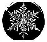 Snowflake Steller Dendrite