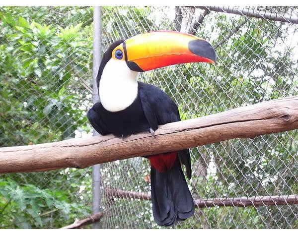 Scientific Theories Behind The Size of A Toucan's Beak