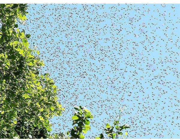 bee swarm