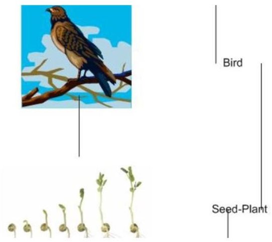 Food Chain in the Rainforest - Primary Producer and Primary Consumer