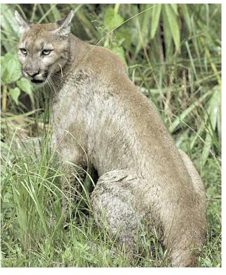 Florida Panther