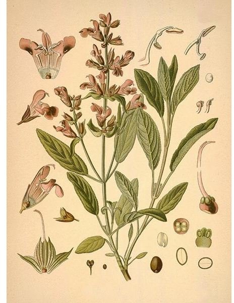 Learn the Health Benefits of Sage Tea