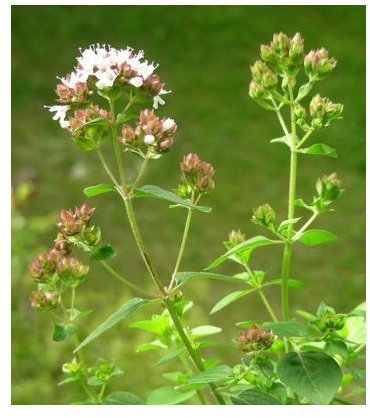 Learn the Health Benefits of Oregano Tea