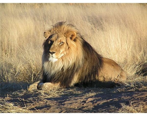 Why do Male African Lions Kill Cubs? Learn the Process of a Male Lion Taking Over a Pride